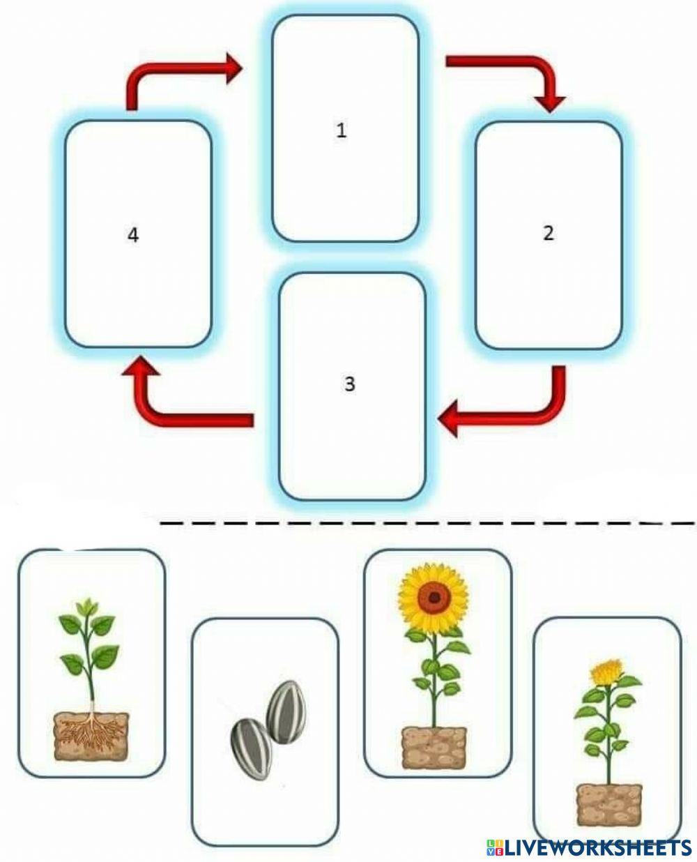 Floarea Soarelui - Stadii de dezvoltare