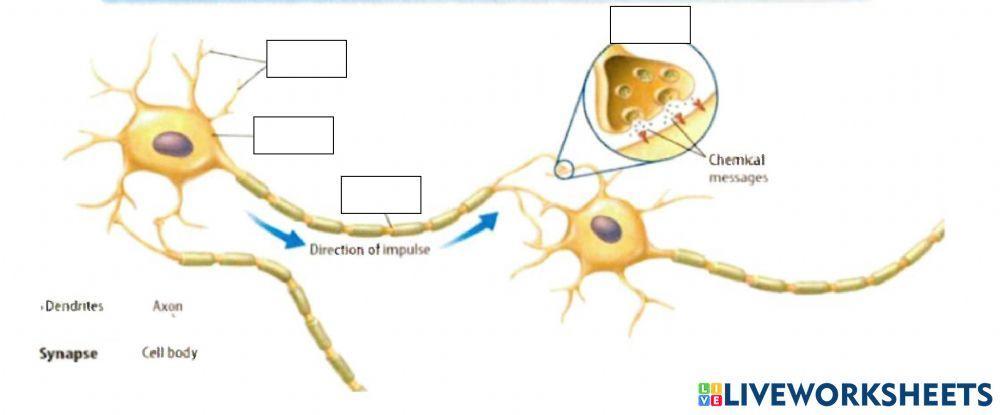 3.4 Label the Neuron