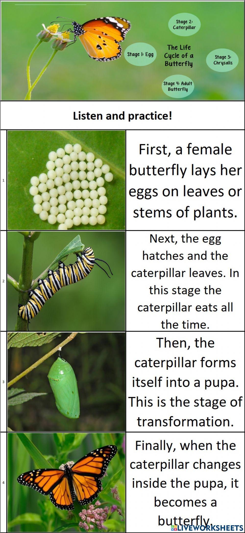 The Life Cycle of a Butterfly