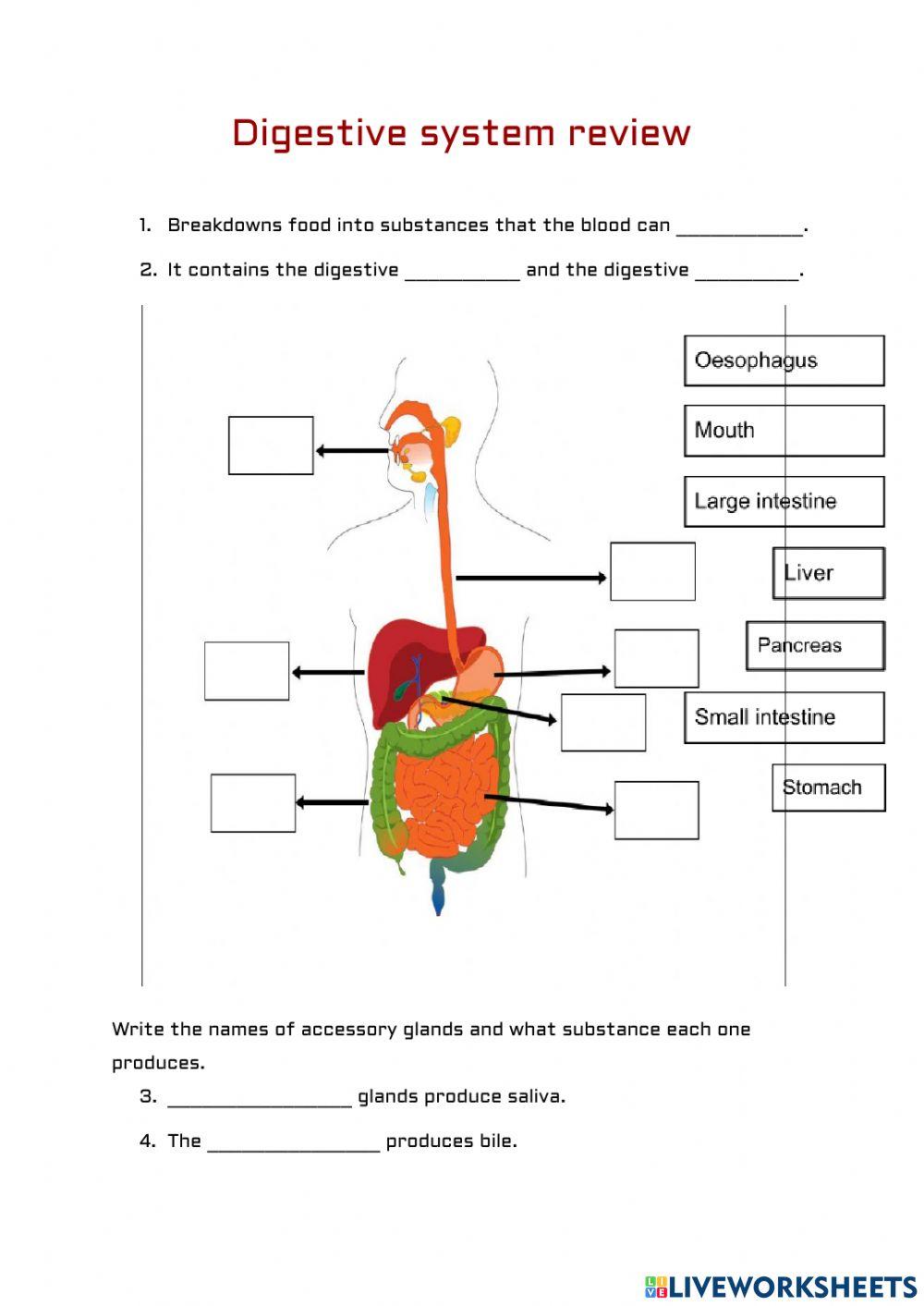 Review of digestive respiratory and nervous system online exercise for