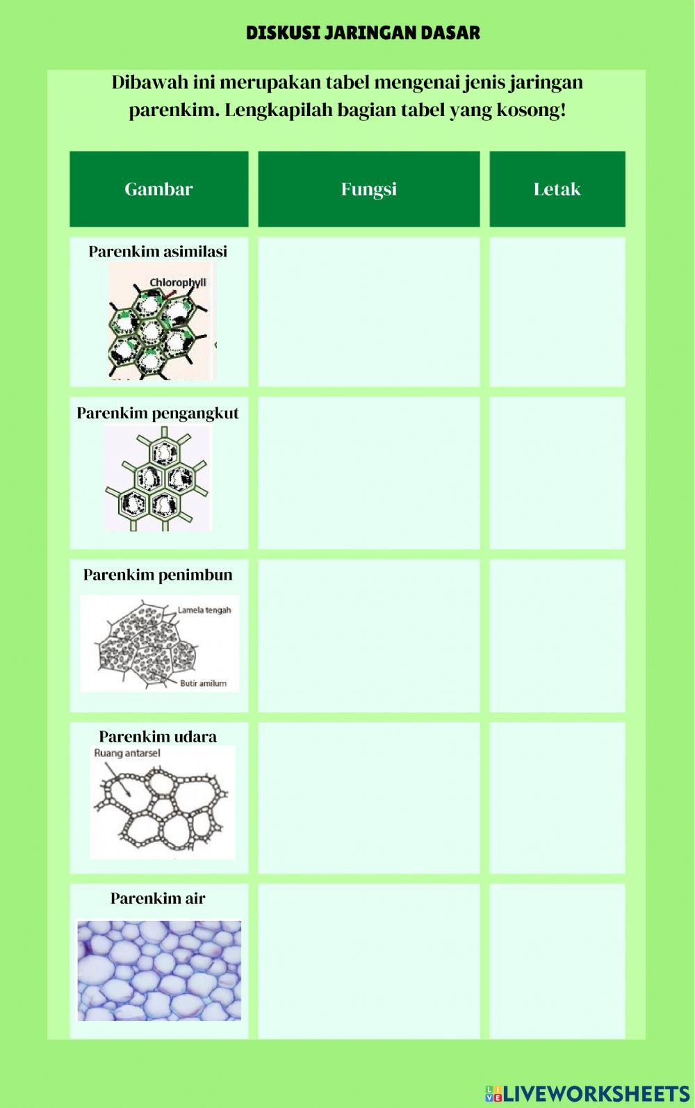 Jaringan Dewasa Tumbuhan