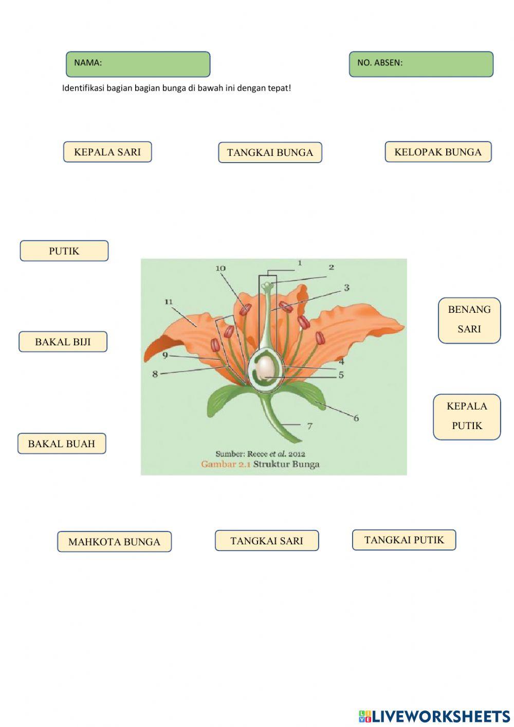 Perkembangbiakan Tumbuhan