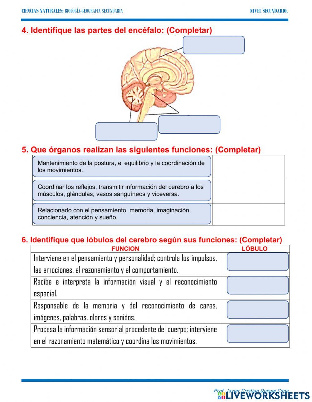 15. celulas nerviosas, anatomi y fisiologia sistema nervioso central humano