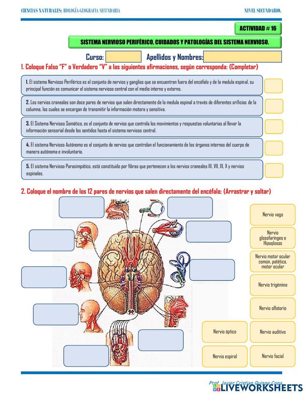 16. sistema nervioso periferico