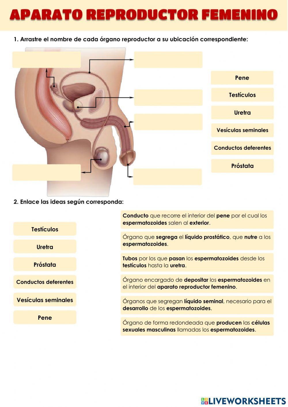 Aparato reproductor masculino Aparato reproductor masculino