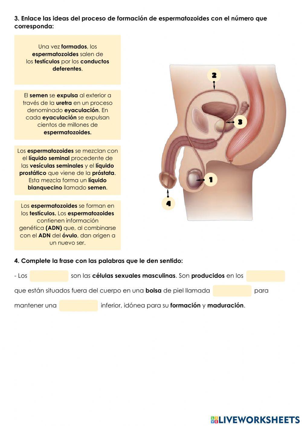 Aparato reproductor masculino Aparato reproductor masculino