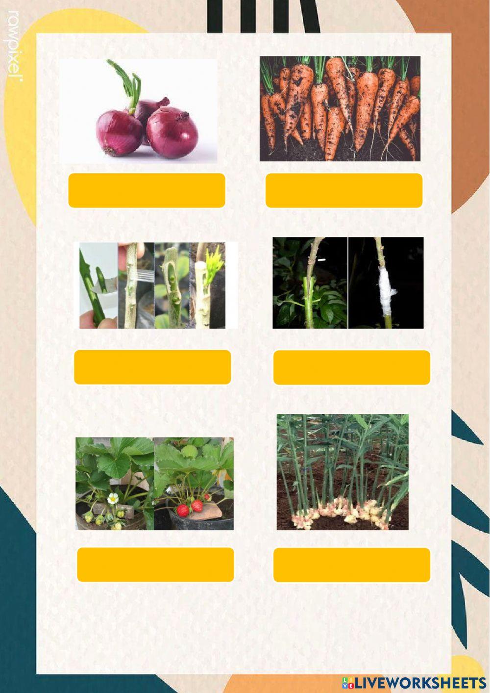 Perkembangbiakan Vegetatif Tumbuhan