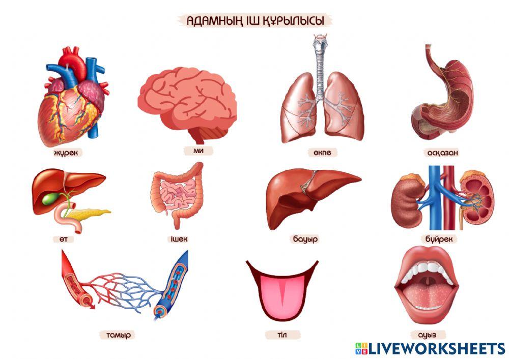 Адамның іш құрылысы