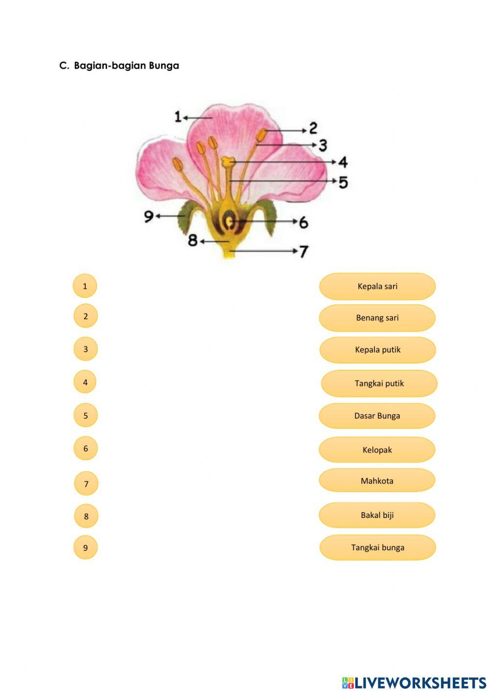 LKPD Sistem Reproduksi Tumbuhan