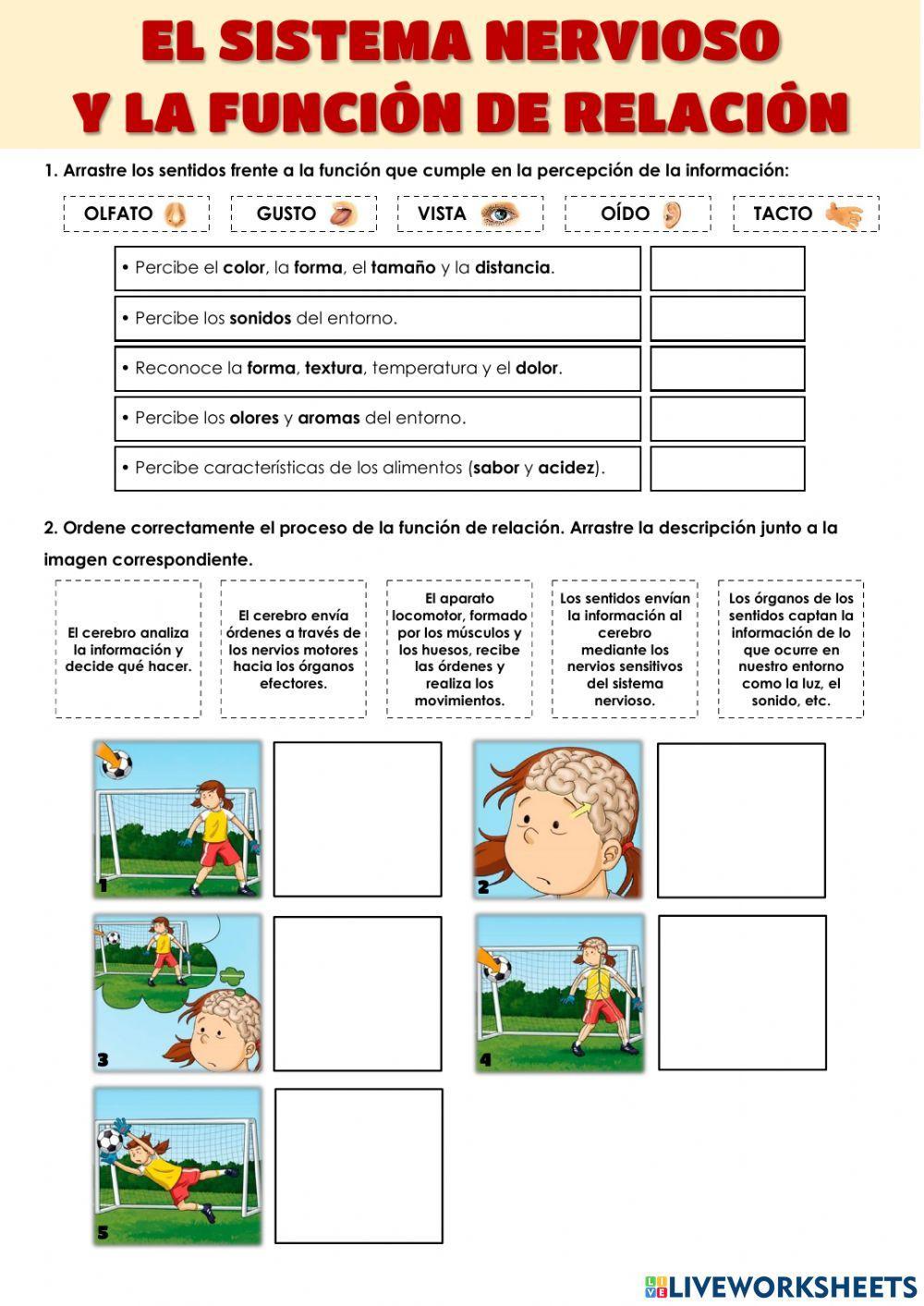 El sistema nervioso El sistema nervioso