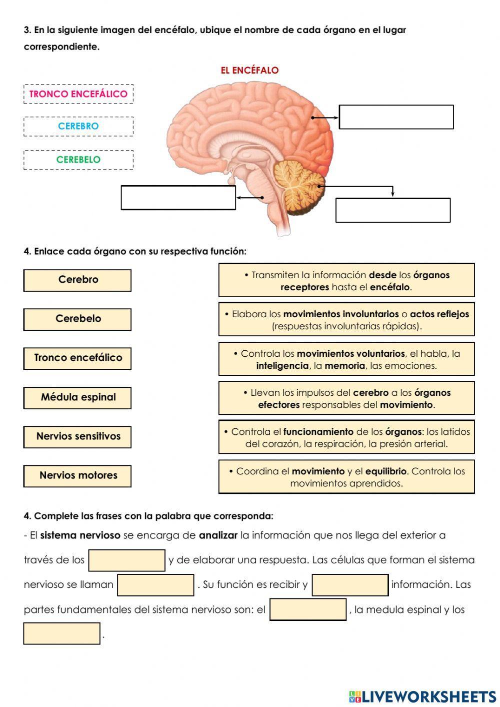 El sistema nervioso El sistema nervioso