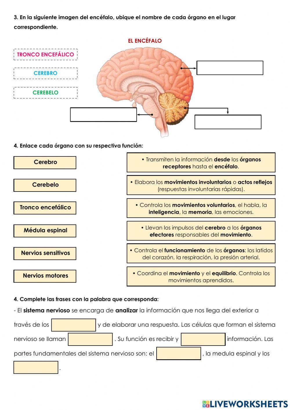 El sistema nervioso