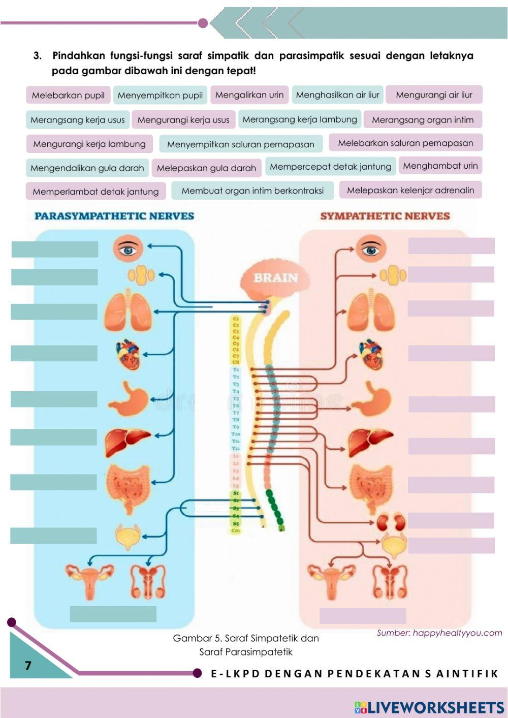 E-LKPD Interaktif 1: Sistem Saraf