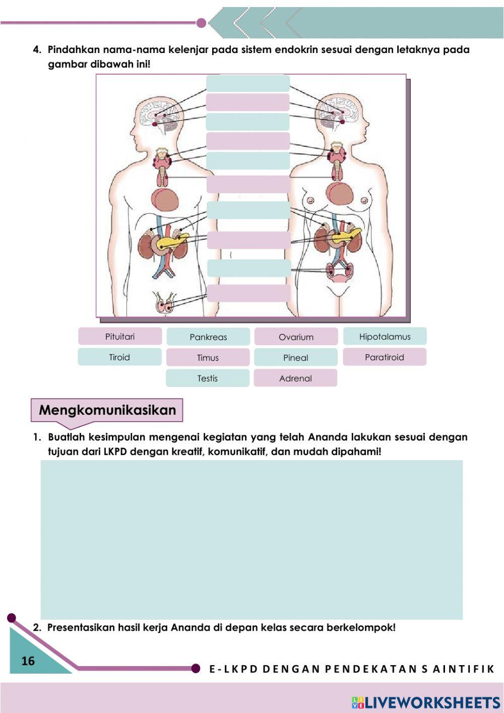 E-LKPD Interaktif 2: Sistem Endokrin