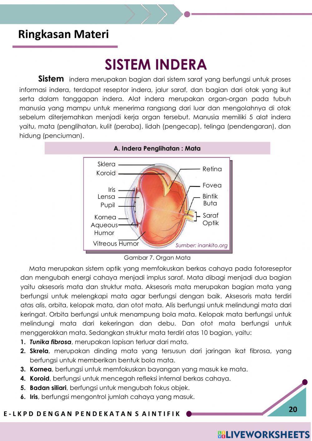 E-LKPD Interaktif 3: Sistem Indera