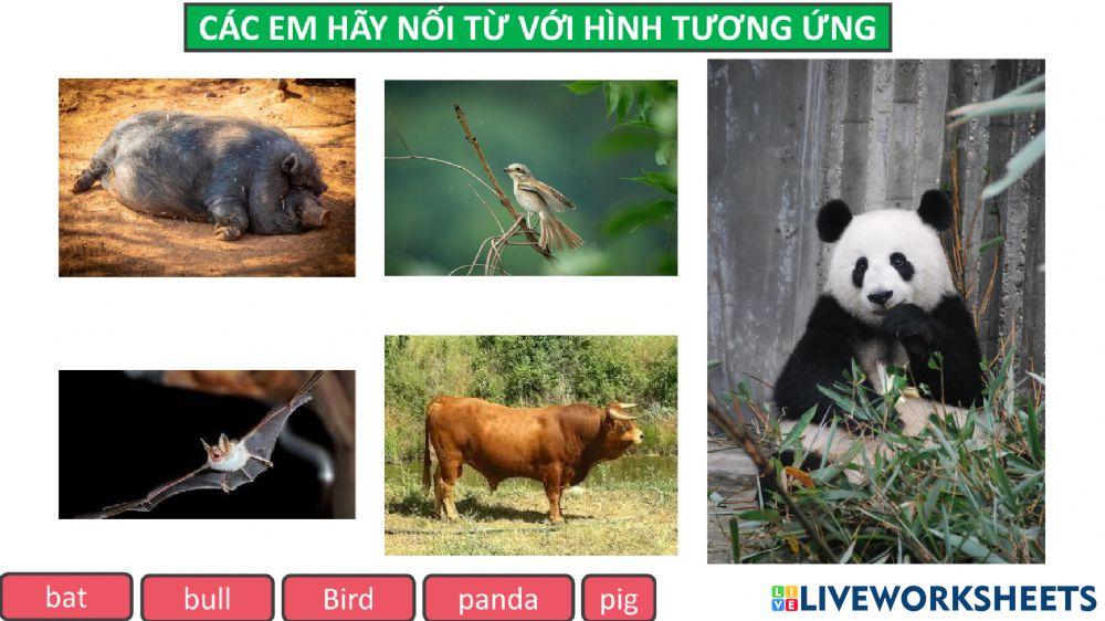 Phiếu bài tập ôn từ animal 1 fast english