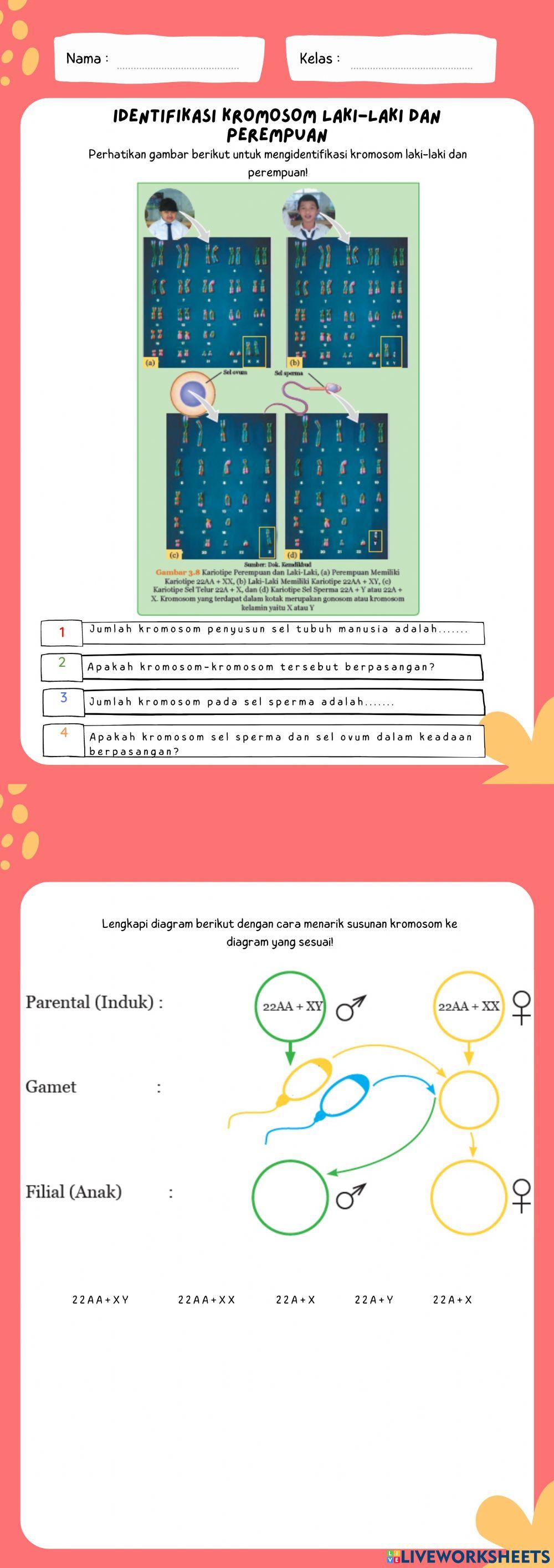 Identifikasi kromosom