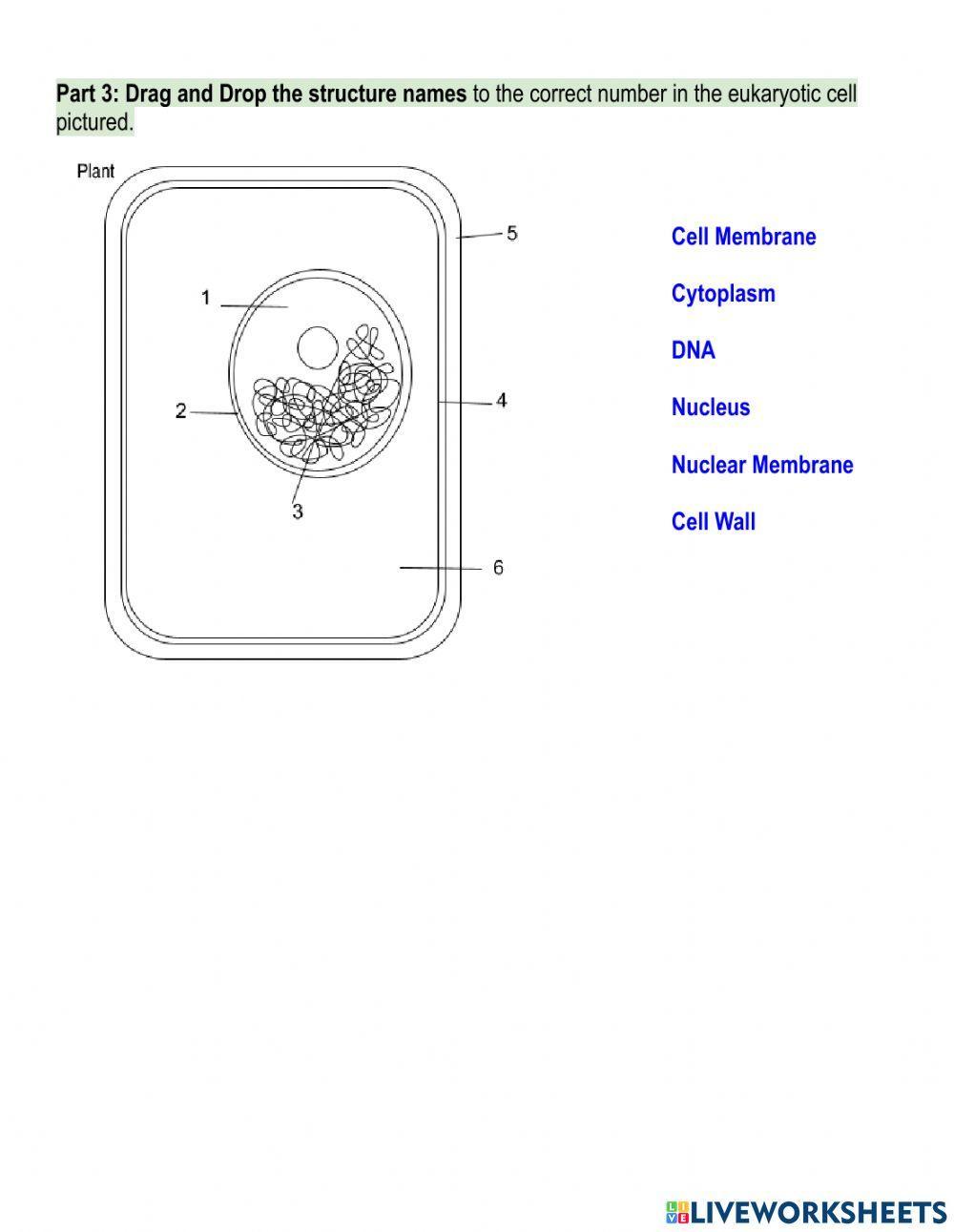 Prokaryote Vs. Eukaryote