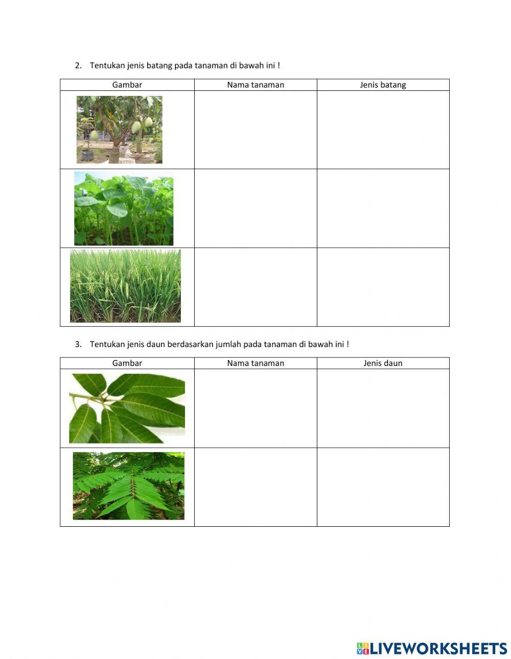 Akar dan tulang daun