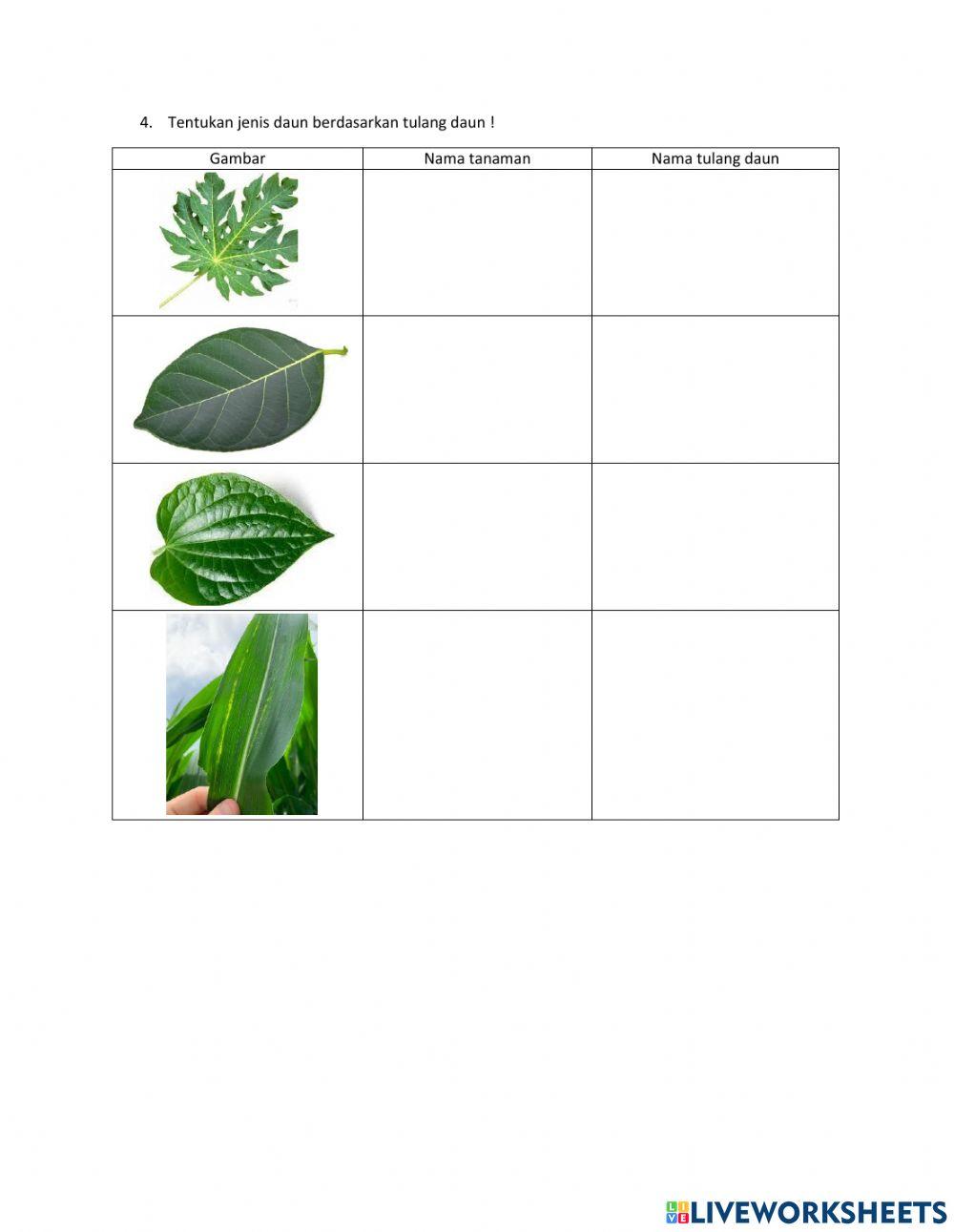 Akar dan tulang daun