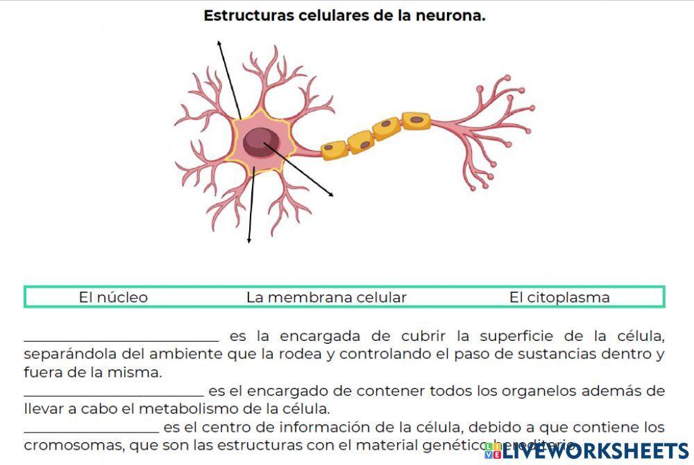 Partes  basicas de la neurona