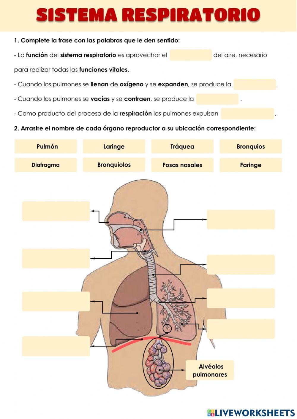 Sistema respiratorio Sistema respiratorio