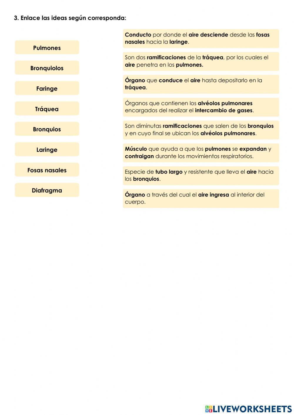 Sistema respiratorio