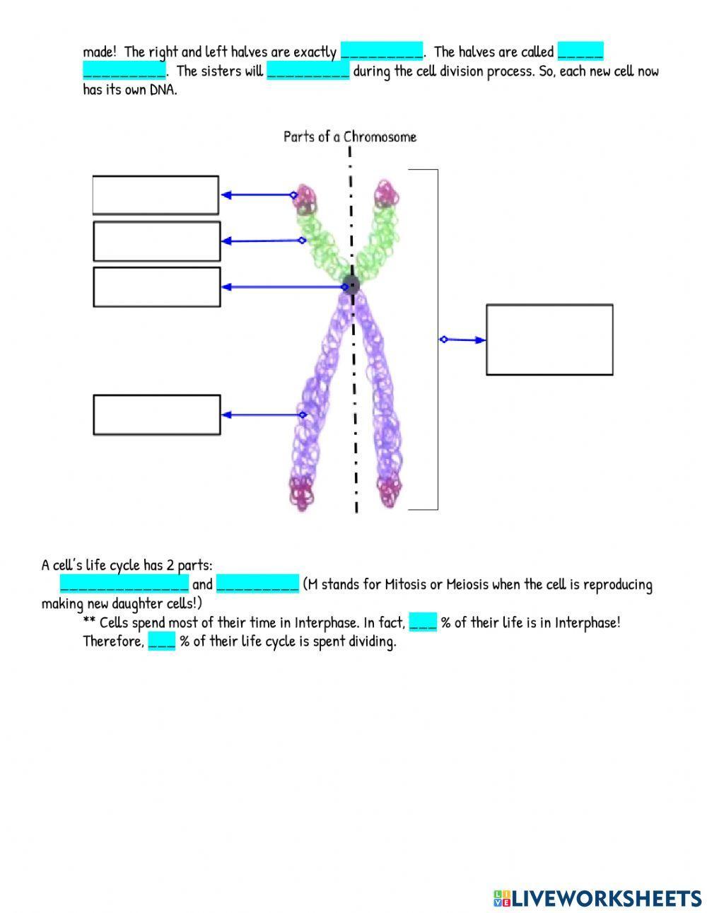 Notes: cell division