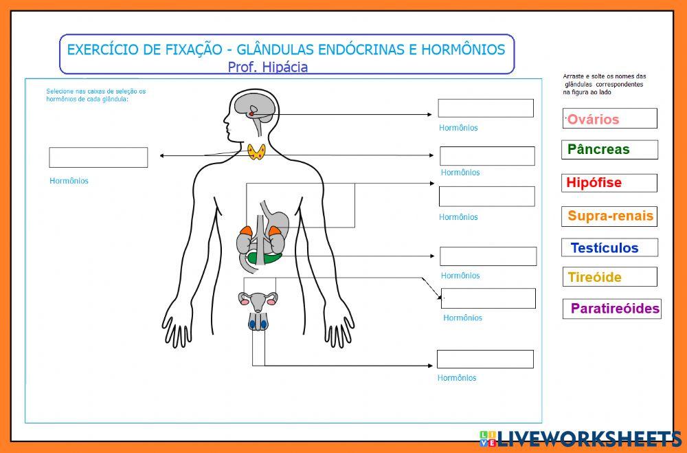 Glândulas endócrinas e hormônios