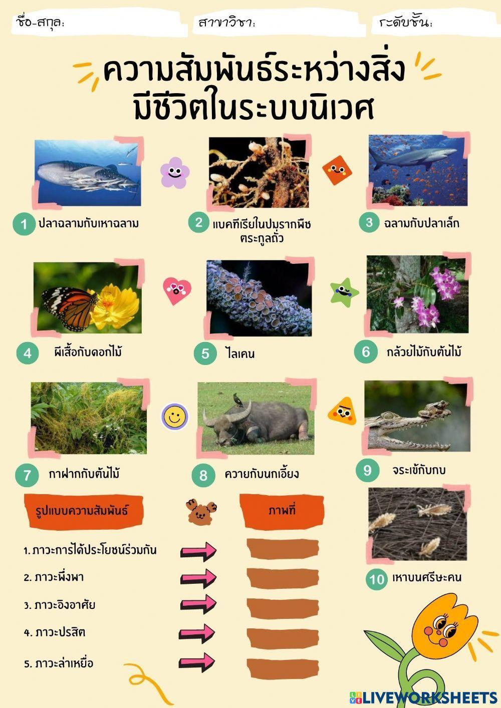 ความสัมพันธ์ของสิ่งมีชีวิตในระบบนิเวศ