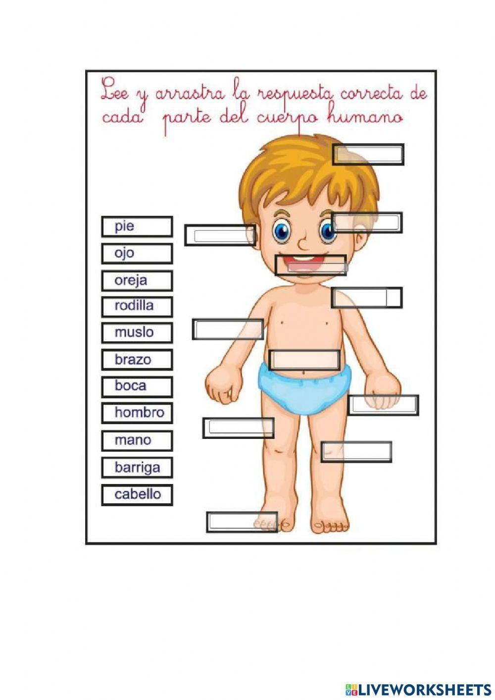 Partes del Cuerpo humano