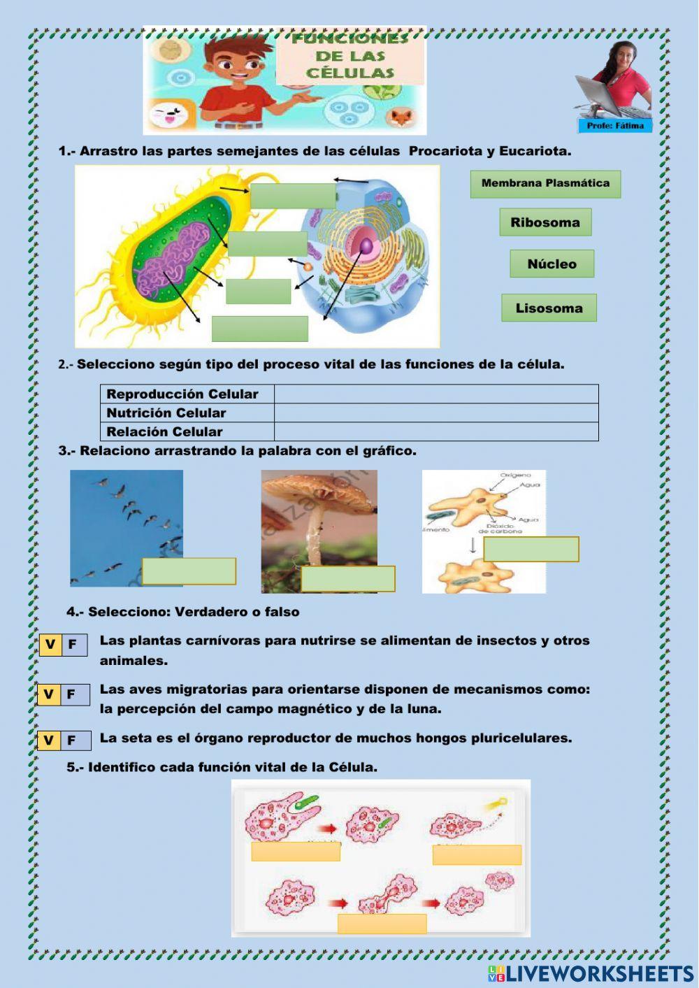 Funciones de la Célula