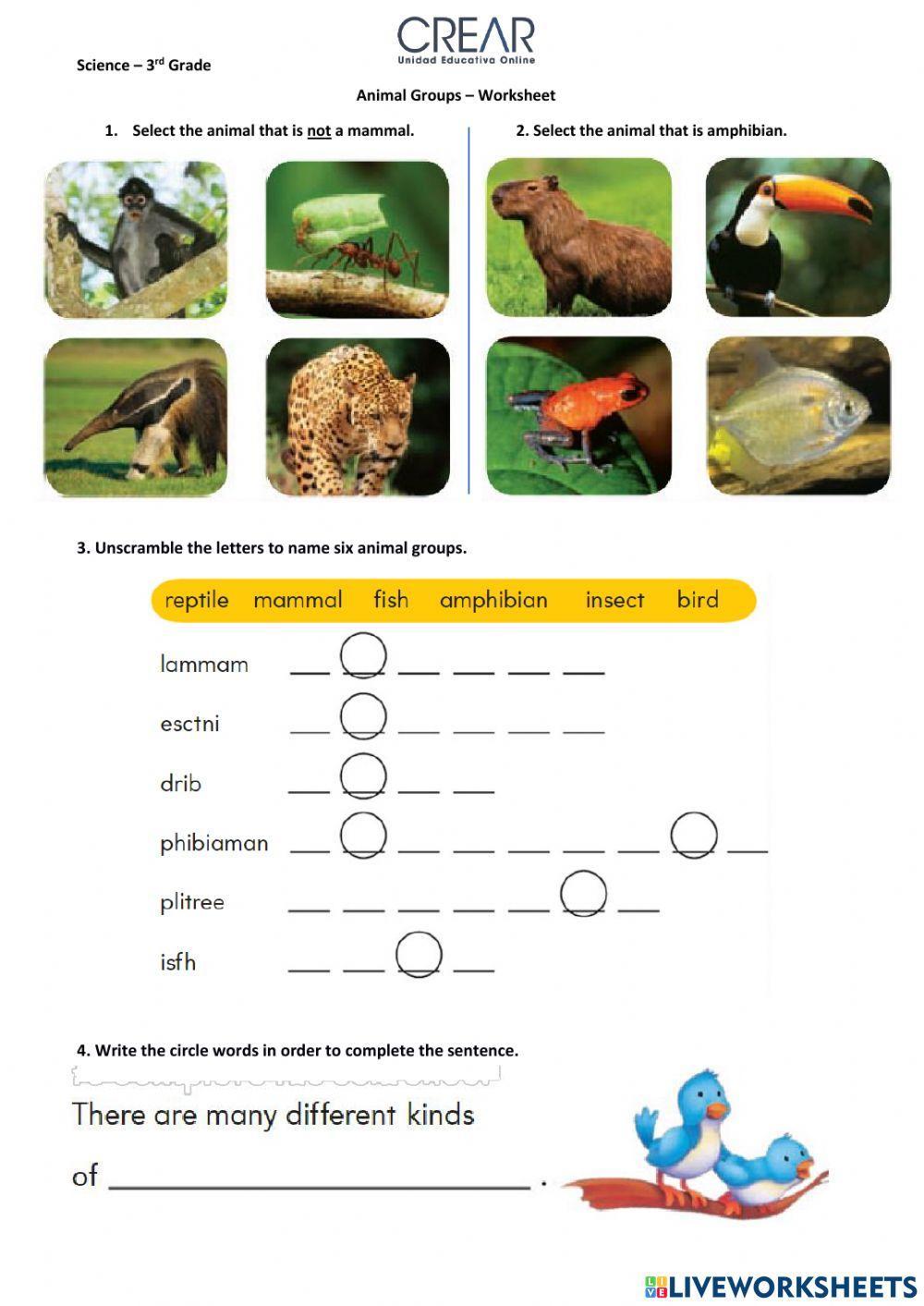 Animals Classification