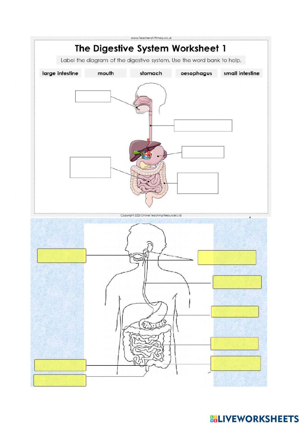 Form 2 digestive system