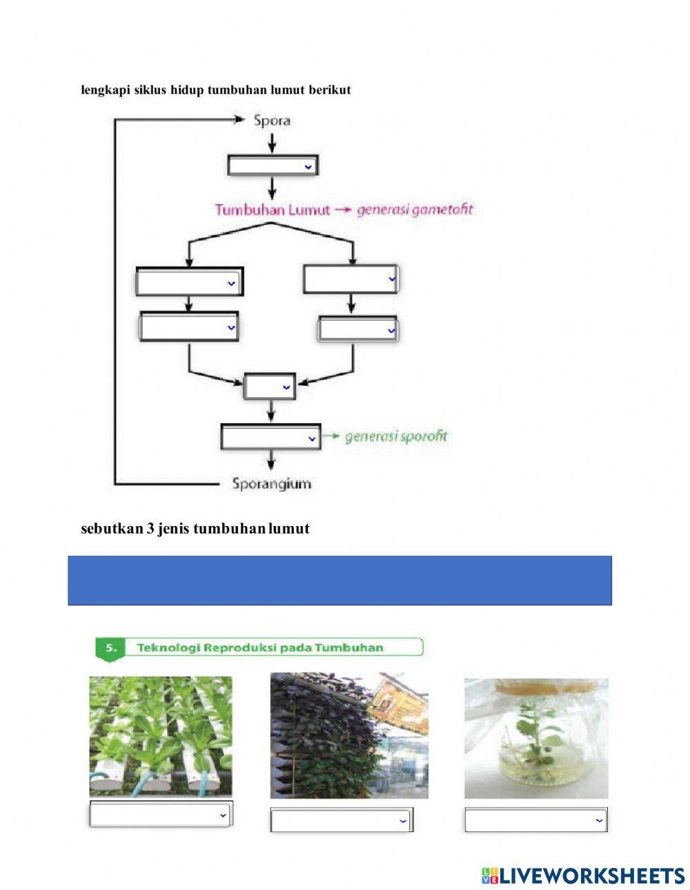 Perkembangbiakan lumut