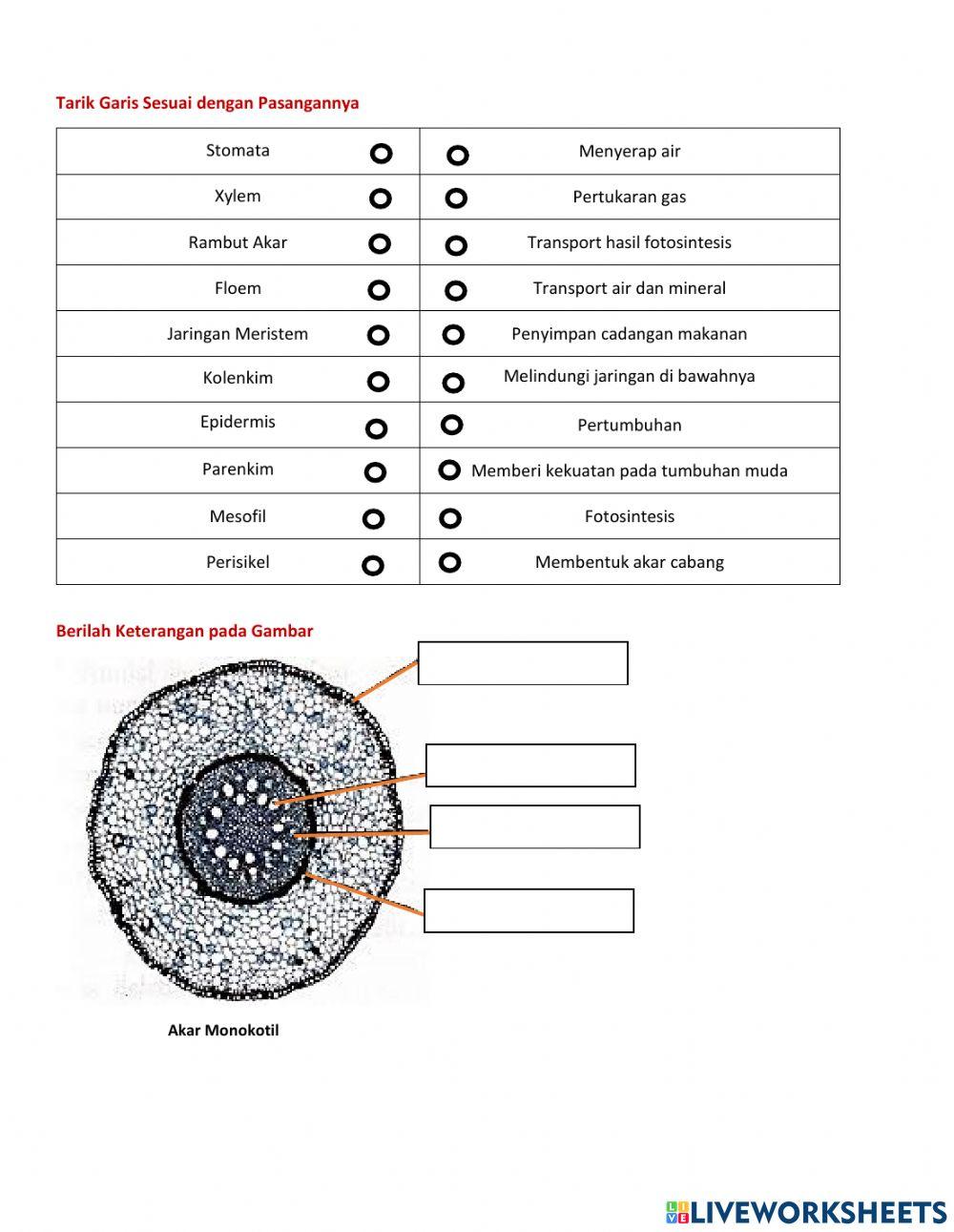 LKPD Jaringan Tumbuhan