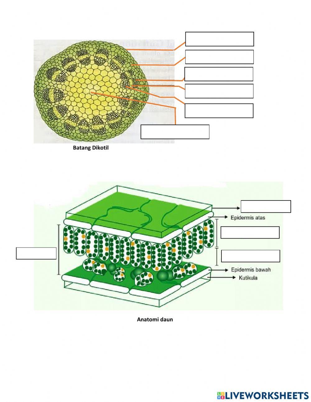 LKPD Jaringan Tumbuhan