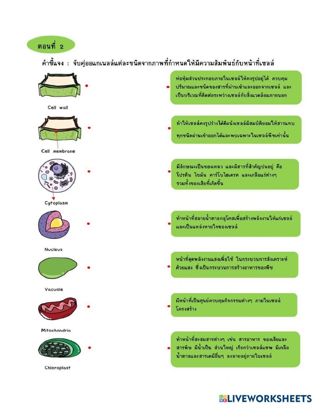 แบบทดสอบหลังเรียน