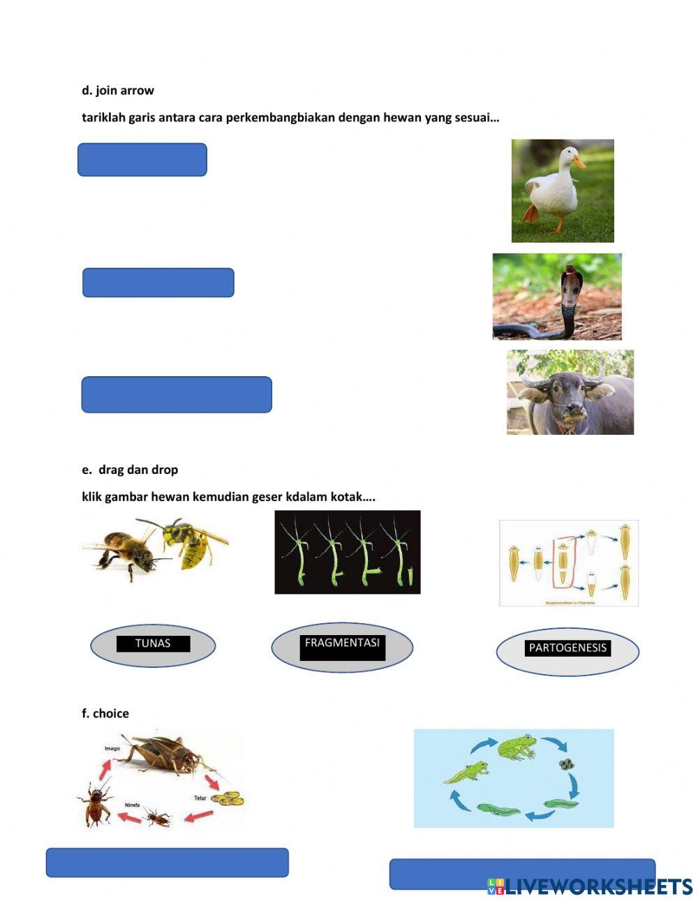 Perkembangbiakan hewan