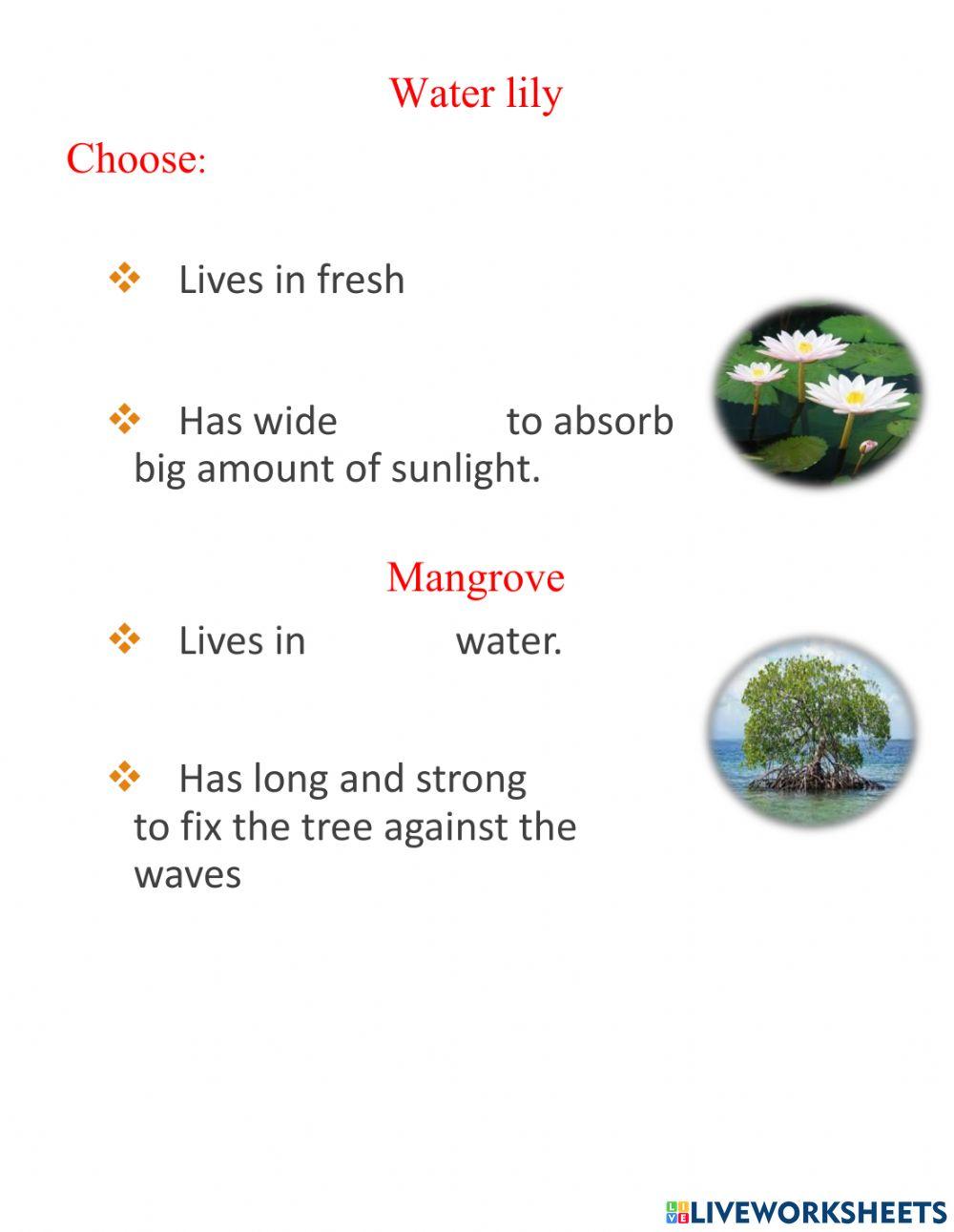 Wetland worksheet Live Worksheets
