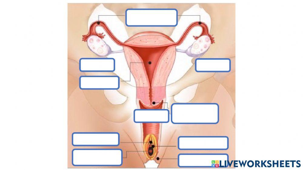 Sistema Reproductivo