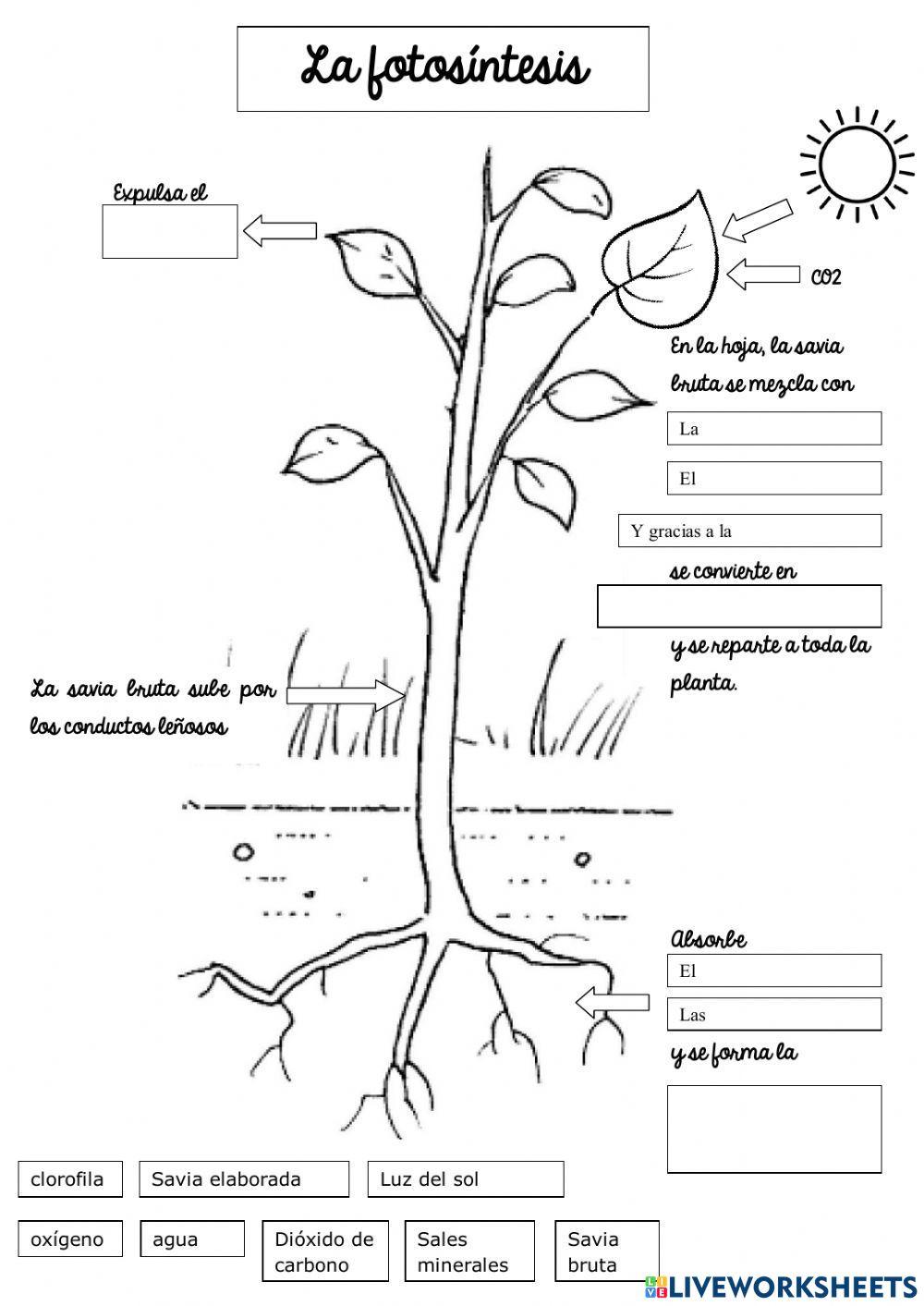 Ficha interactiva, Trabajo de EPT