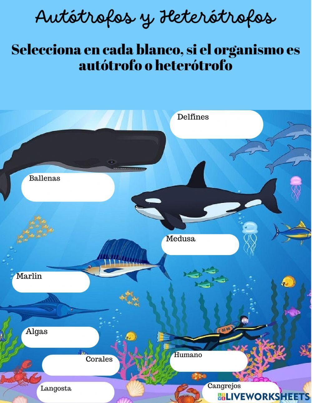 Autótrofos y heterótrofos