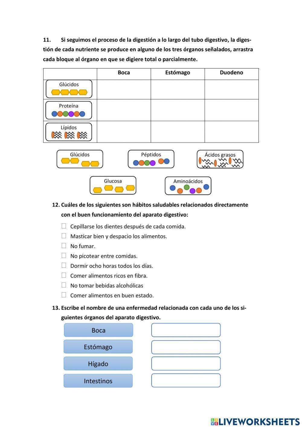 Función de nutrición: Aparato digestivo