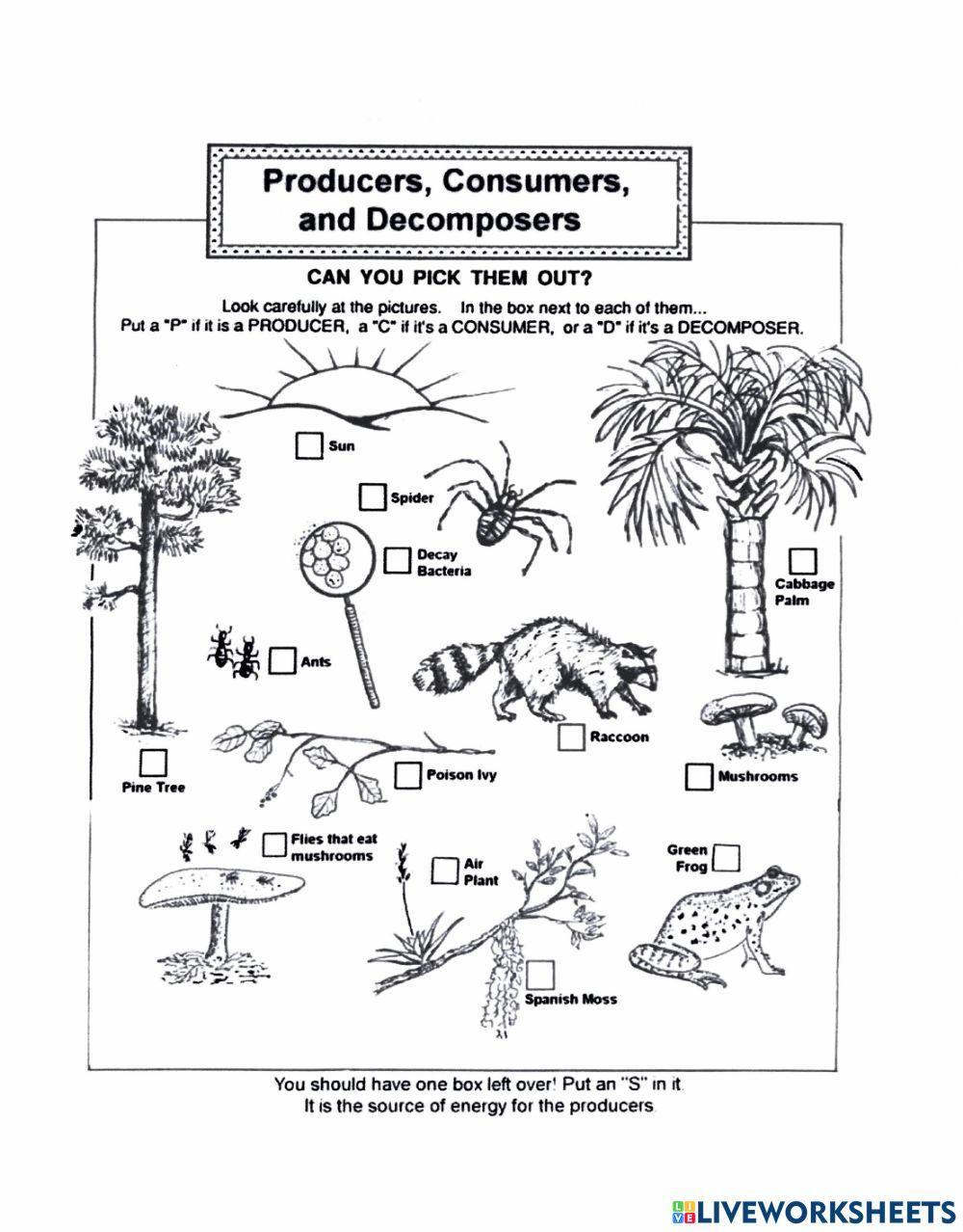 Producers Consumers Decomposers