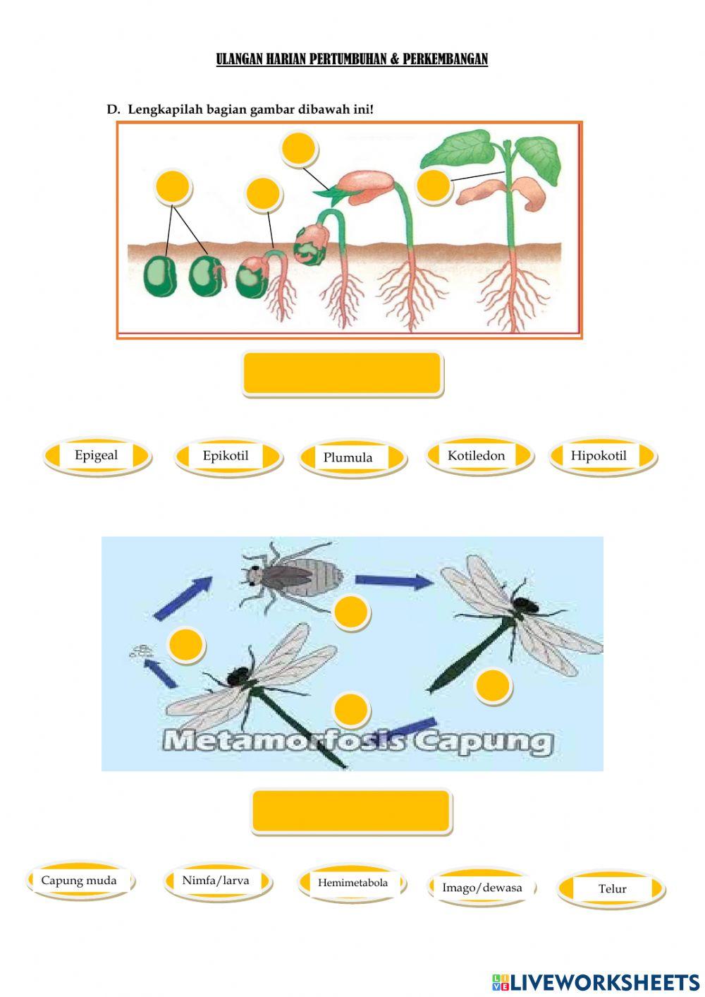 Uh pertumbuhan & perkembangan