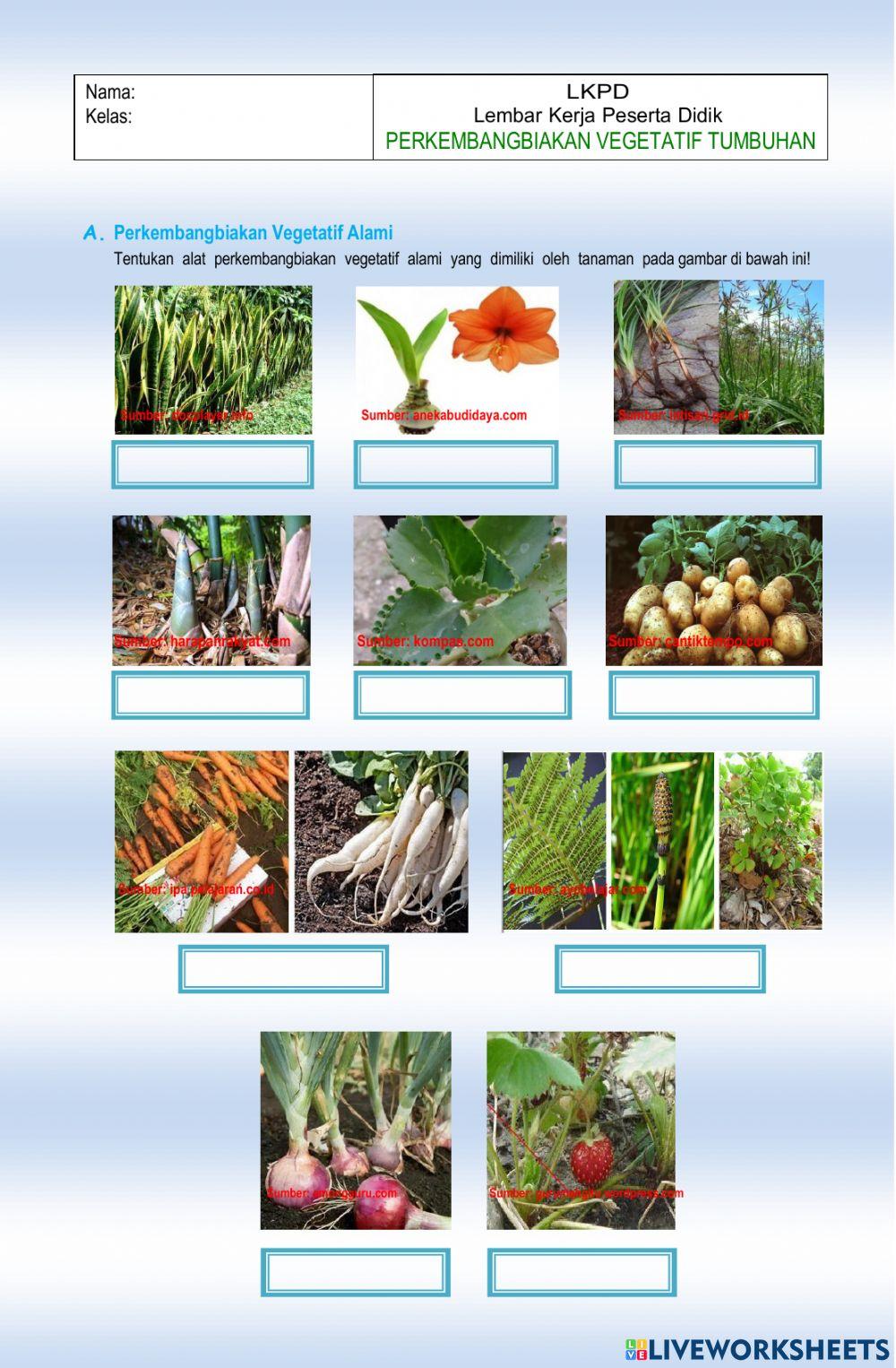 Vegetatif alami dan vegetatif buatan