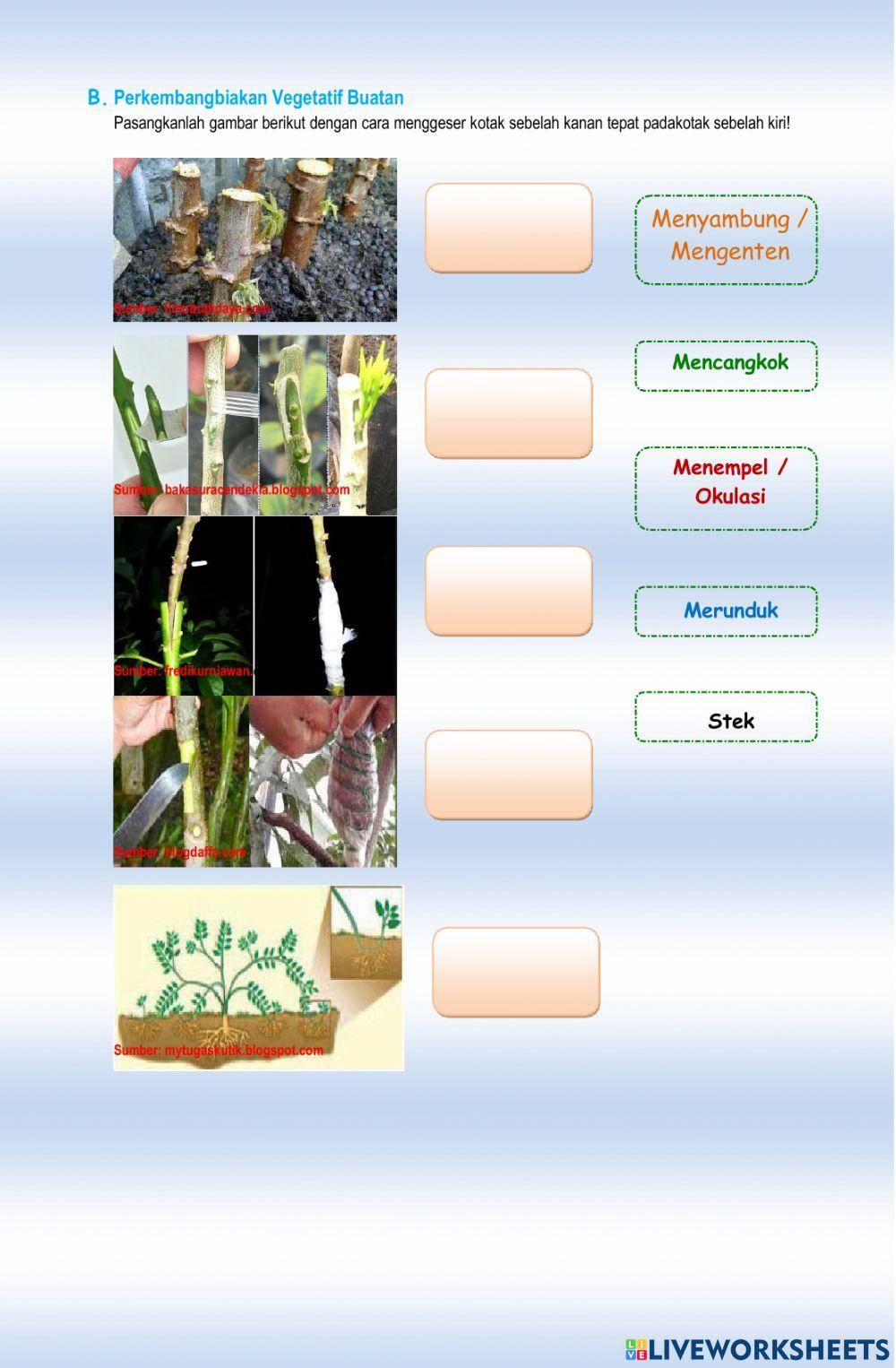 Vegetatif alami dan vegetatif buatan