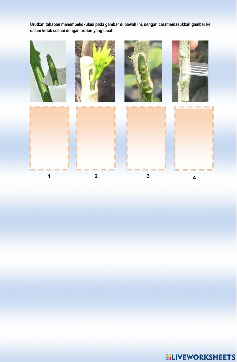 Vegetatif alami dan vegetatif buatan