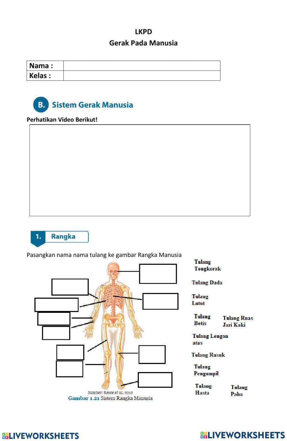 Lkpd interaktif kd 3.1 alat gerak pada manusia